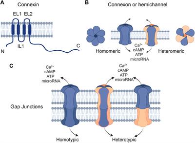 Connexins in epidermal health and diseases: insights into their mutations, implications, and therapeutic solutions